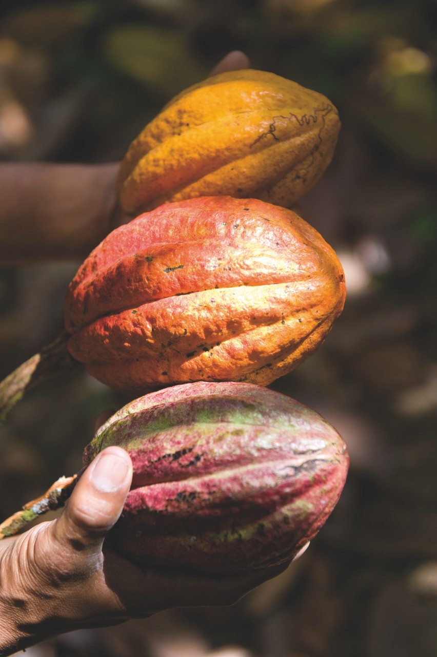 Cacao-Trace delivers record €7 million to cocoa farmers and communities in 2024